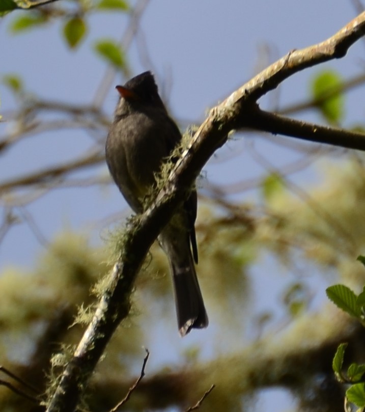 Dark Pewee - Oscar Umaña