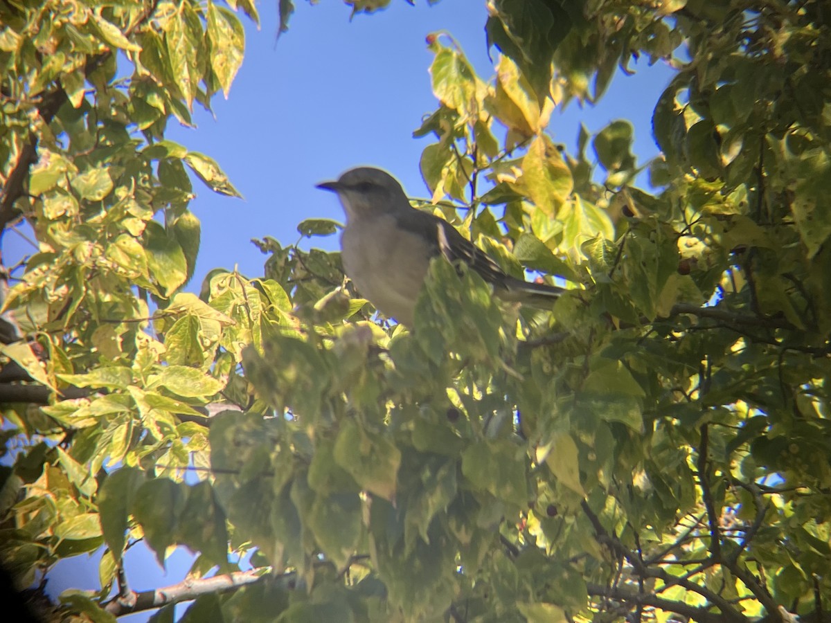 Northern Mockingbird - ML624008535