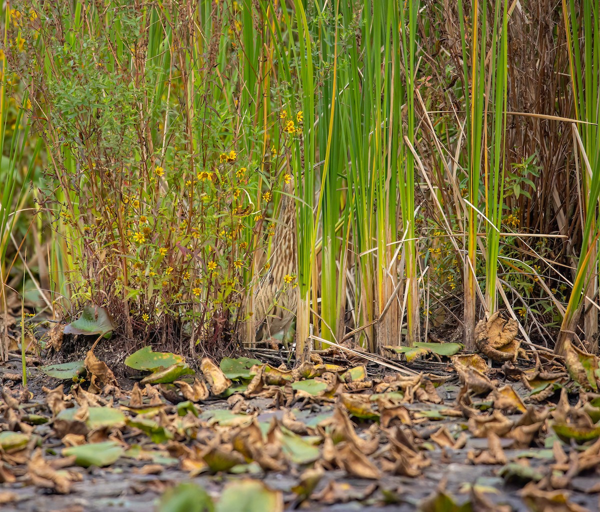 American Bittern - ML624008558