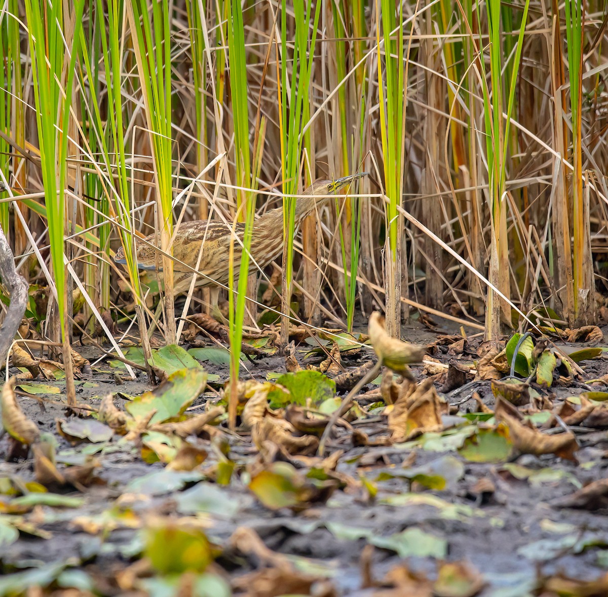 American Bittern - ML624008559