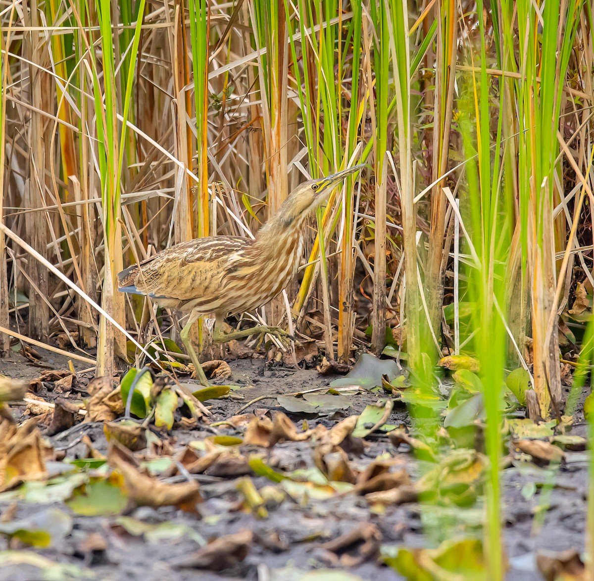 American Bittern - ML624008561