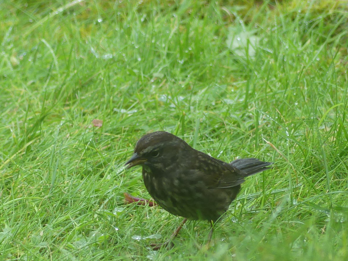 Song Sparrow - ML624008562