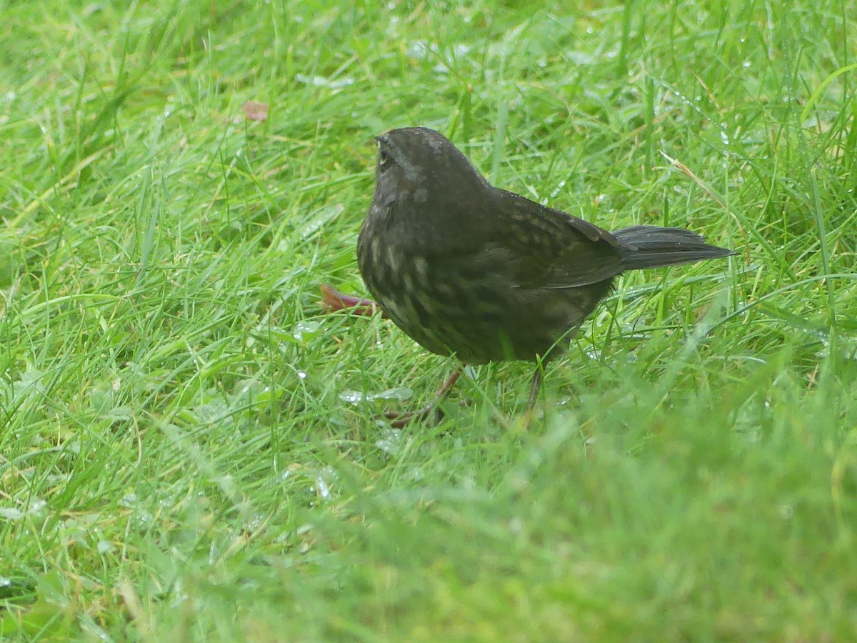 Song Sparrow - ML624008563