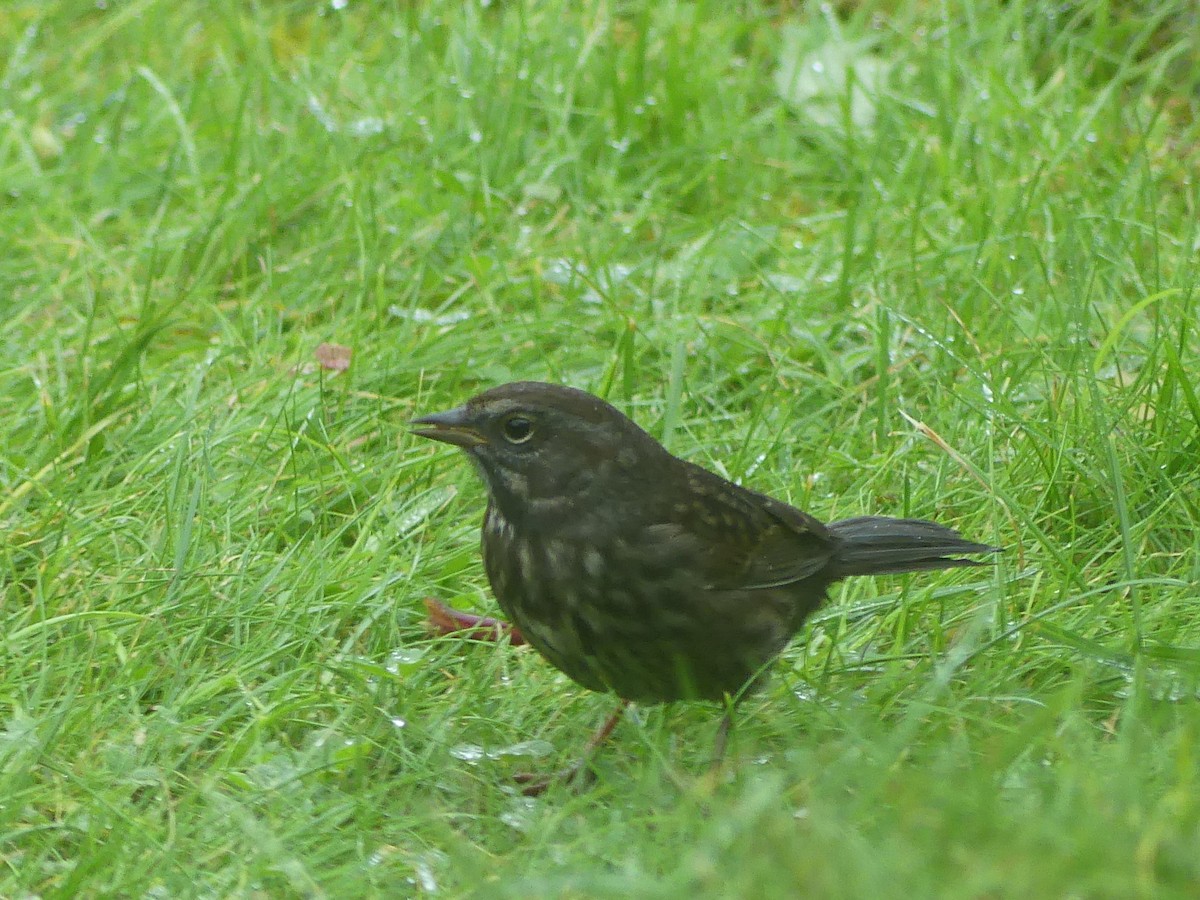 Song Sparrow - ML624008564