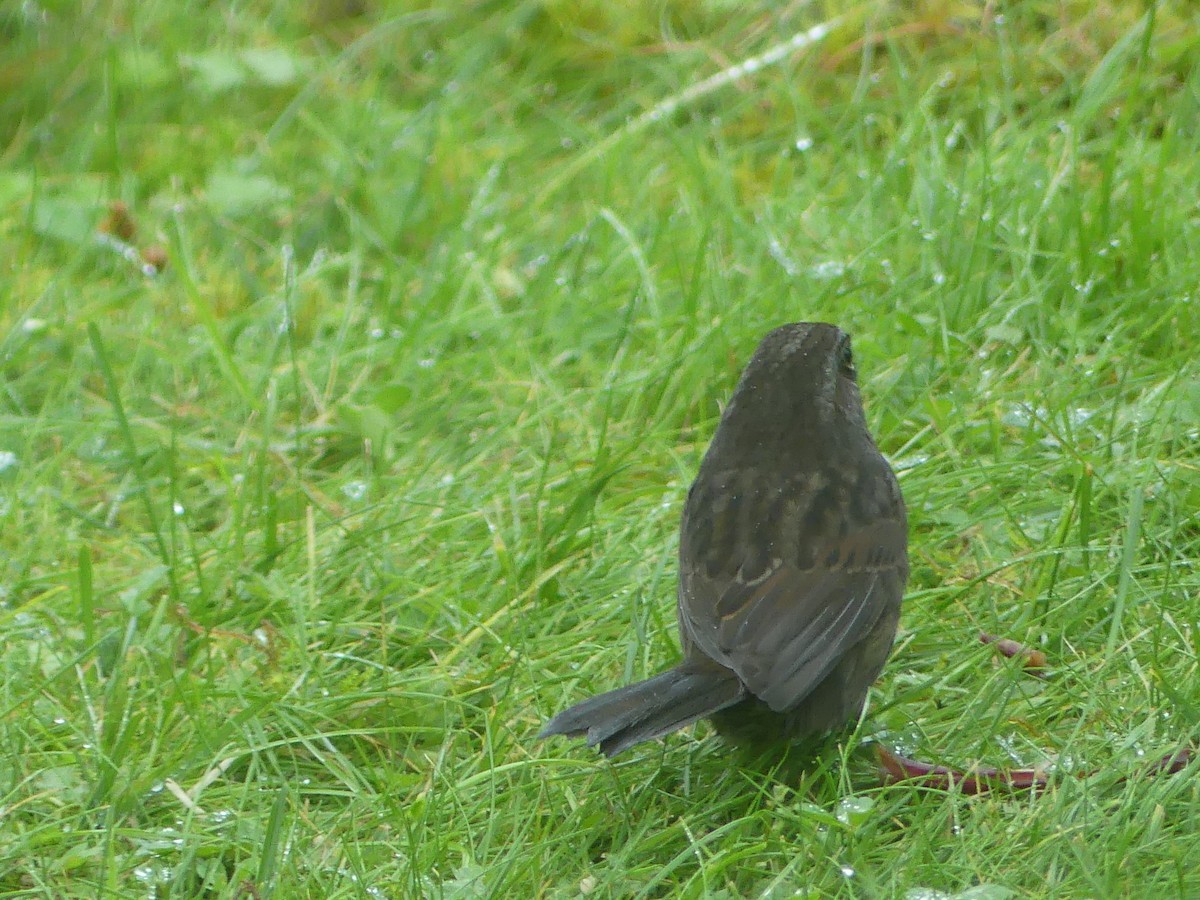 Song Sparrow - ML624008565