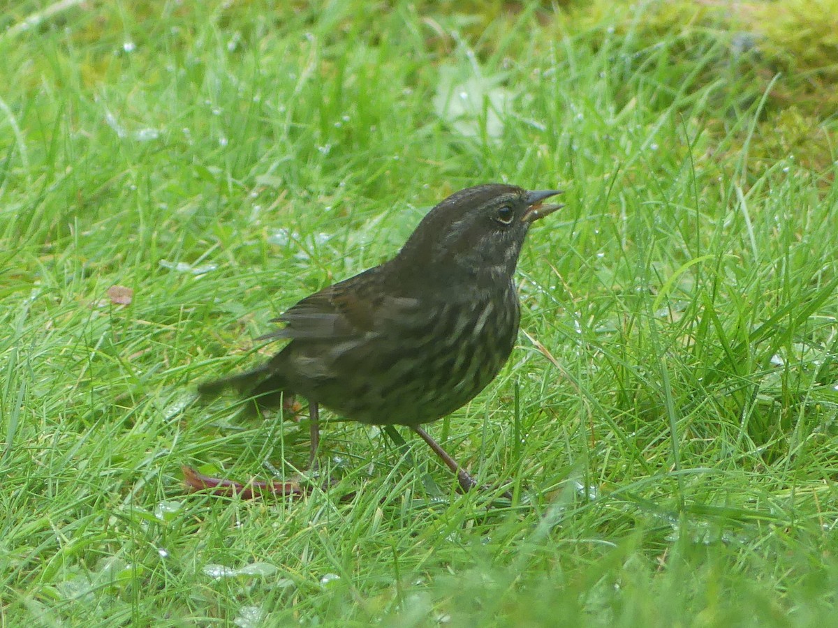 Song Sparrow - ML624008566