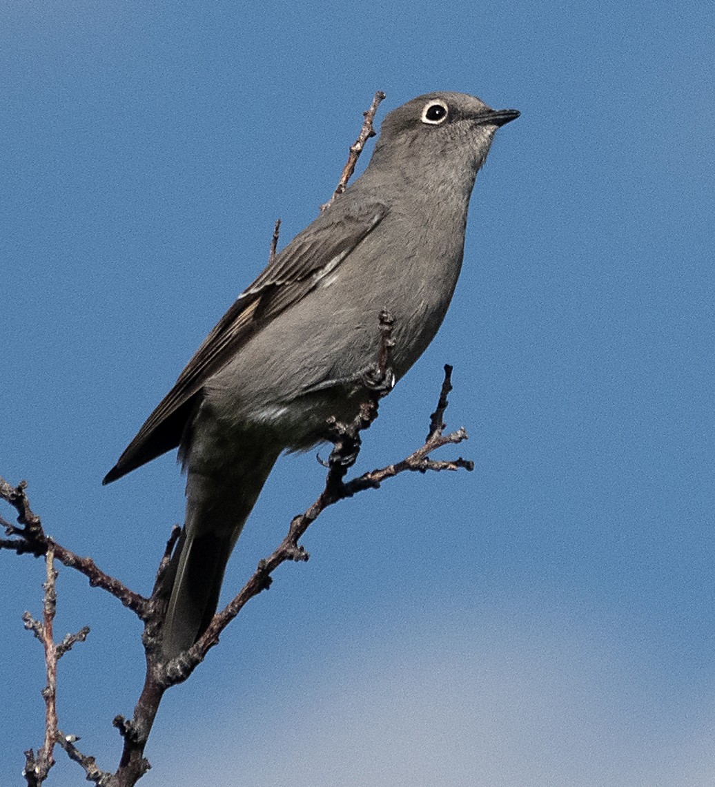 Townsend's Solitaire - ML624008582