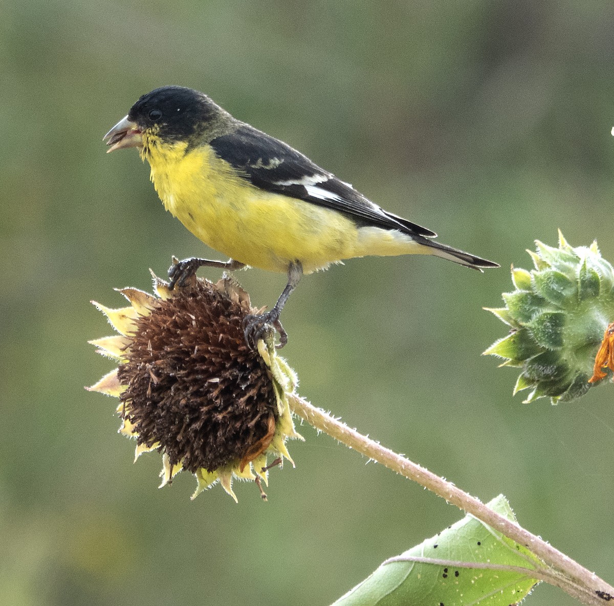 Lesser Goldfinch - ML624008594