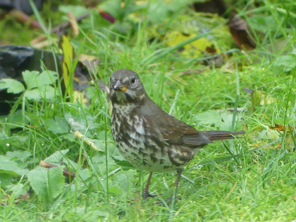 Fox Sparrow (Sooty) - Gus van Vliet