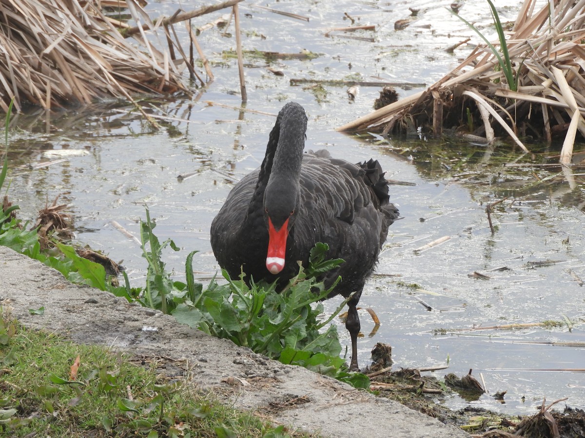 Black Swan - Charles Silveira