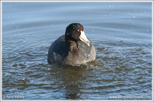 American Coot (Red-shielded) - Rene Valdes 🦜