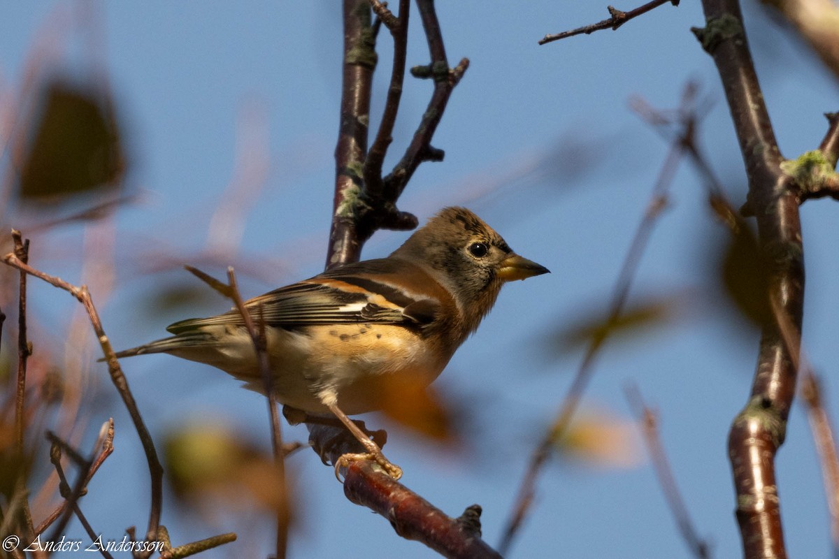 Brambling - ML624008623