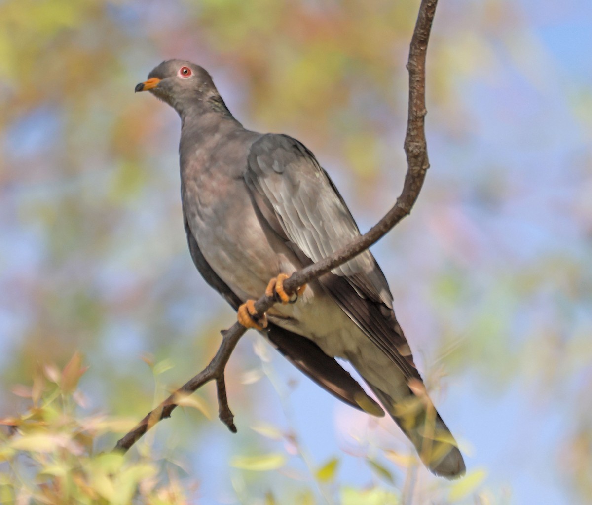 Band-tailed Pigeon - ML624008628