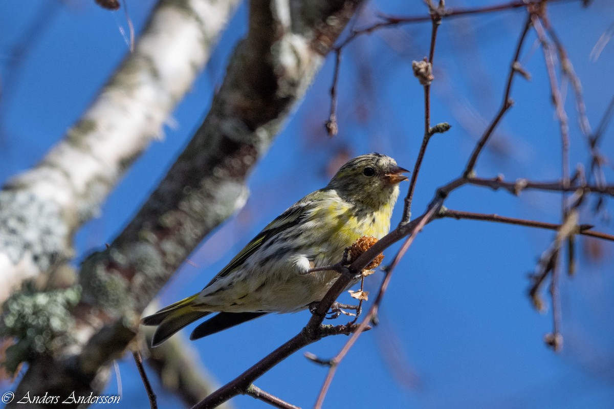 Eurasian Siskin - ML624008635