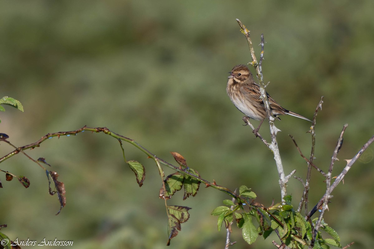 Reed Bunting - ML624008643