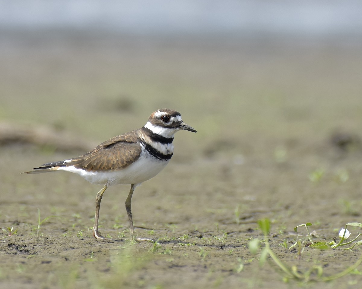 Killdeer - ML624008654