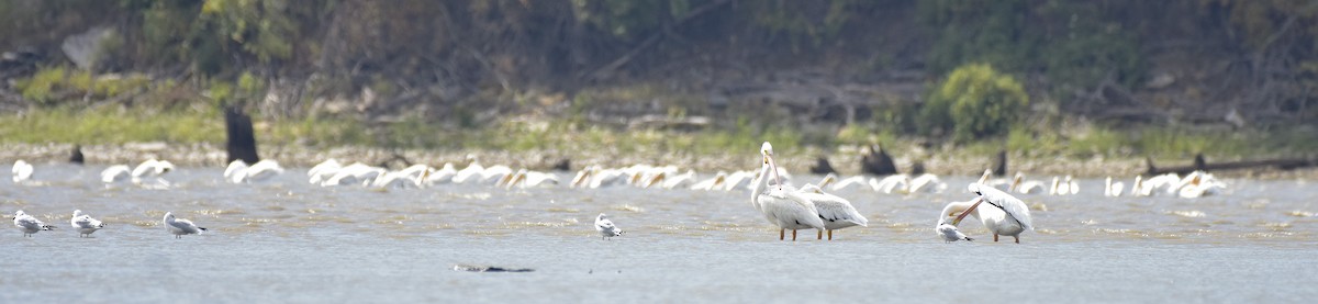 American White Pelican - ML624008666