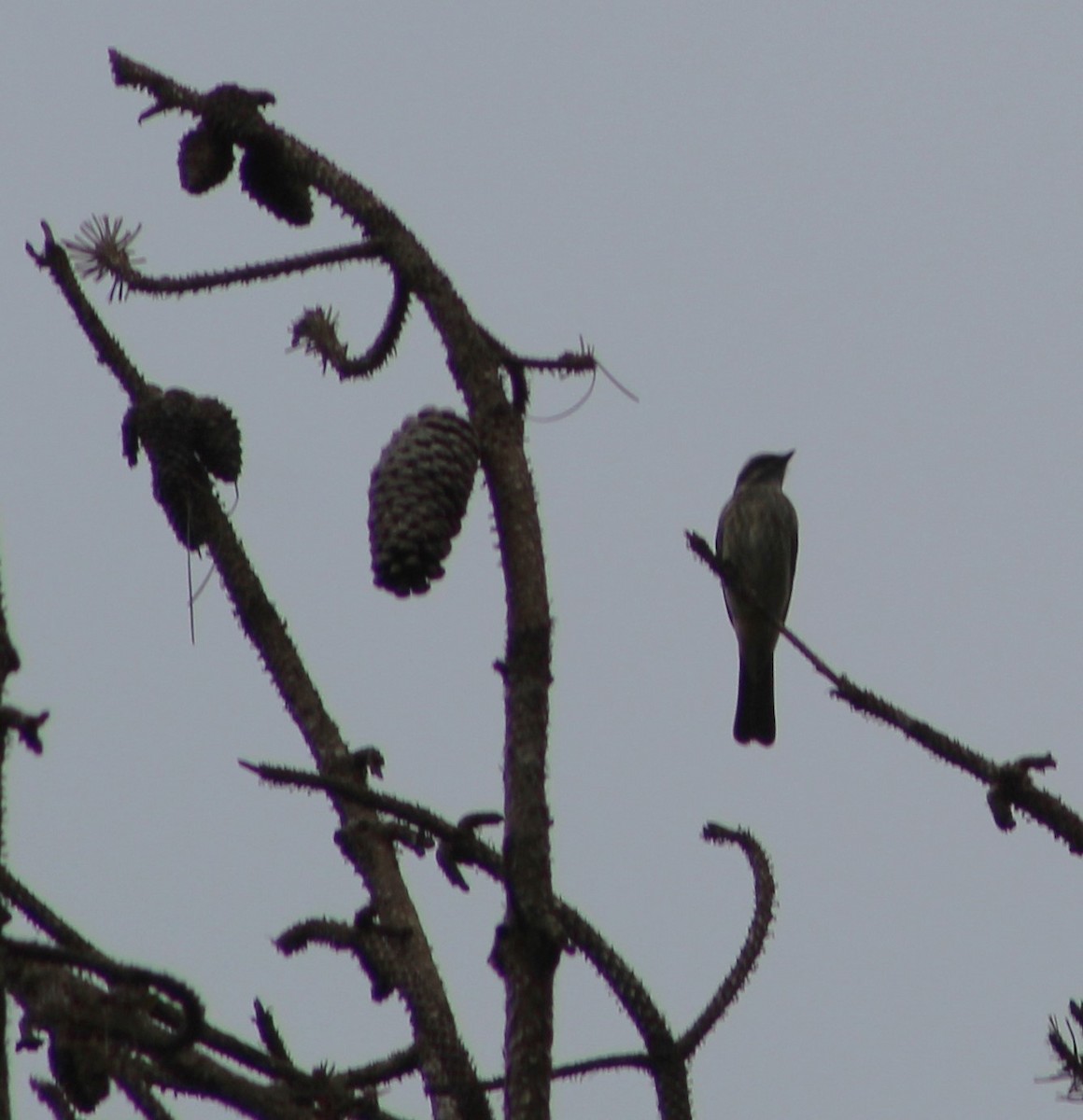 Variegated Flycatcher - ML624008680