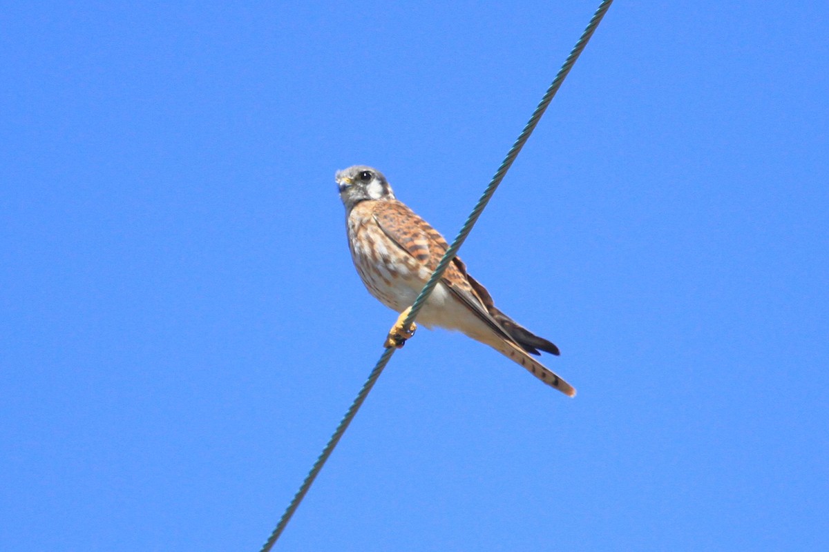 American Kestrel - ML624008709