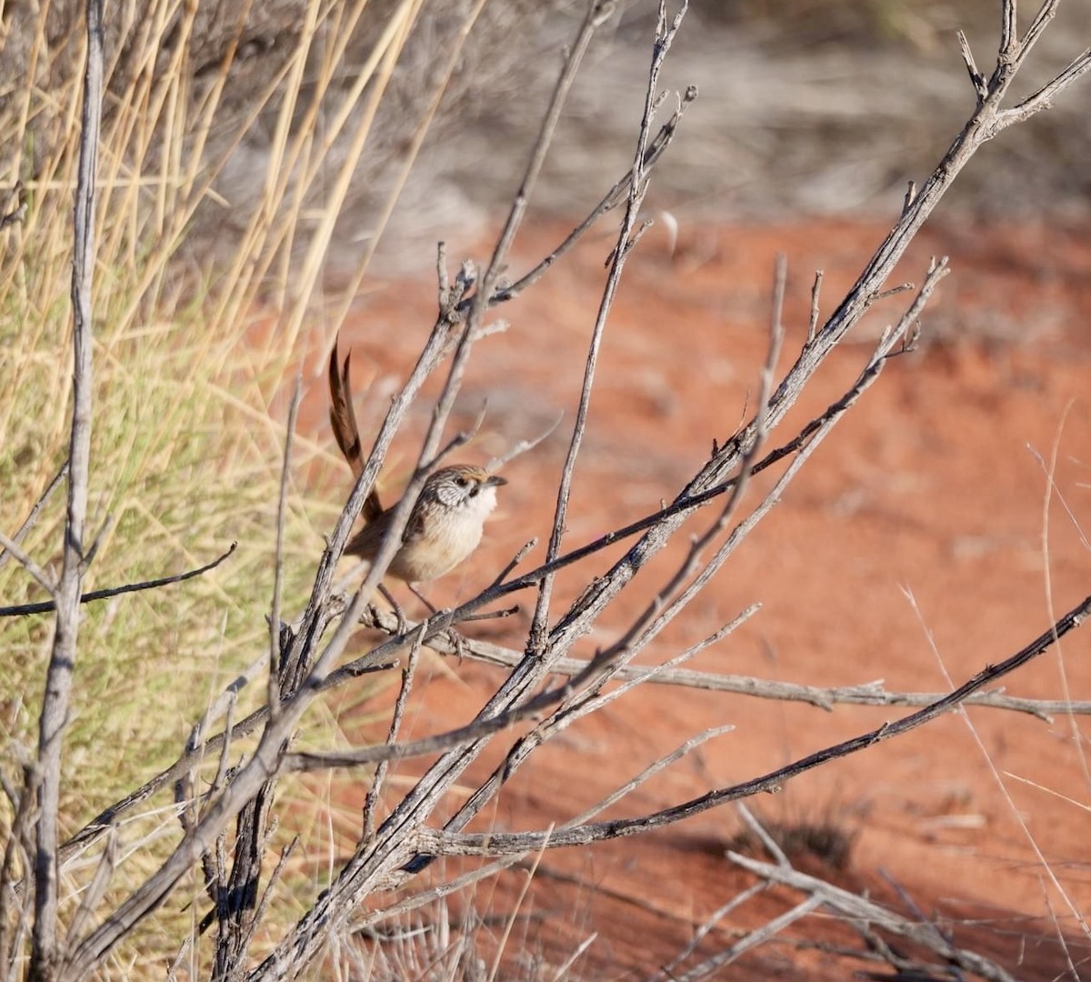 Rufous Grasswren - ML624008710