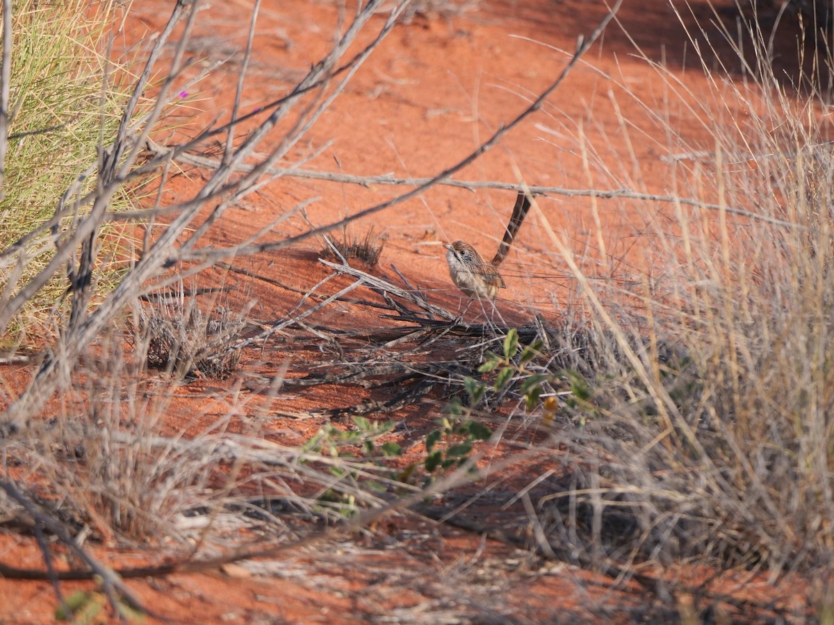 Rufous Grasswren - ML624008711