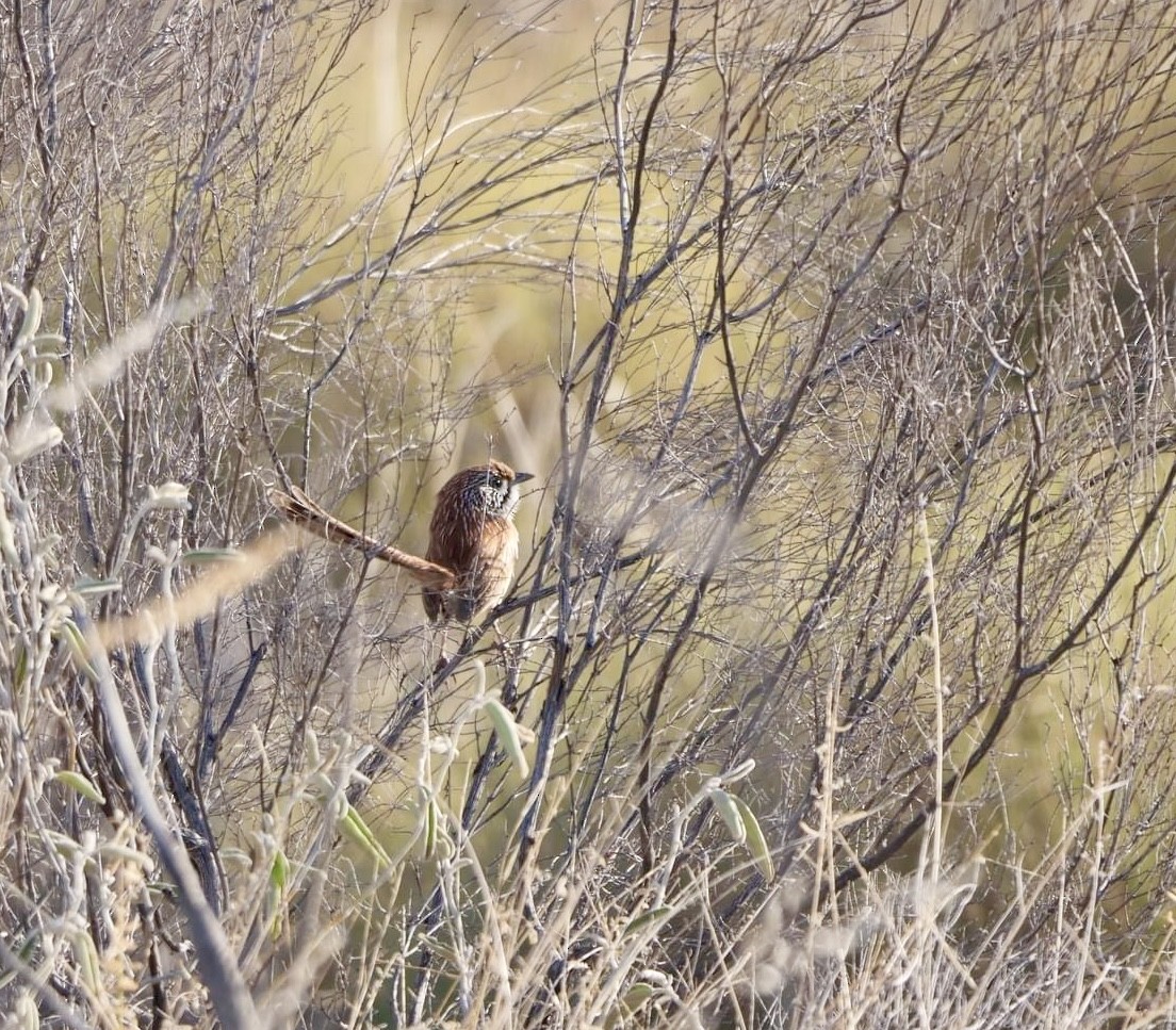 Sandhill Grasswren - ML624008712
