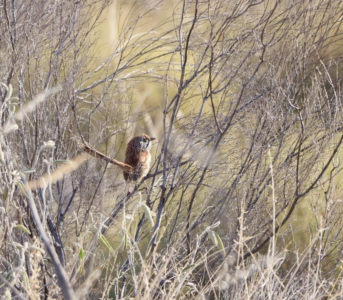 Rufous Grasswren - ML624008712