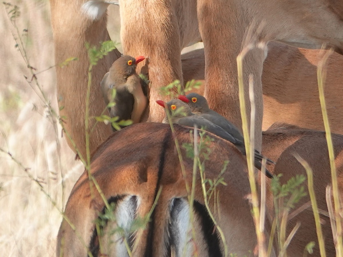 Red-billed Oxpecker - ML624008715