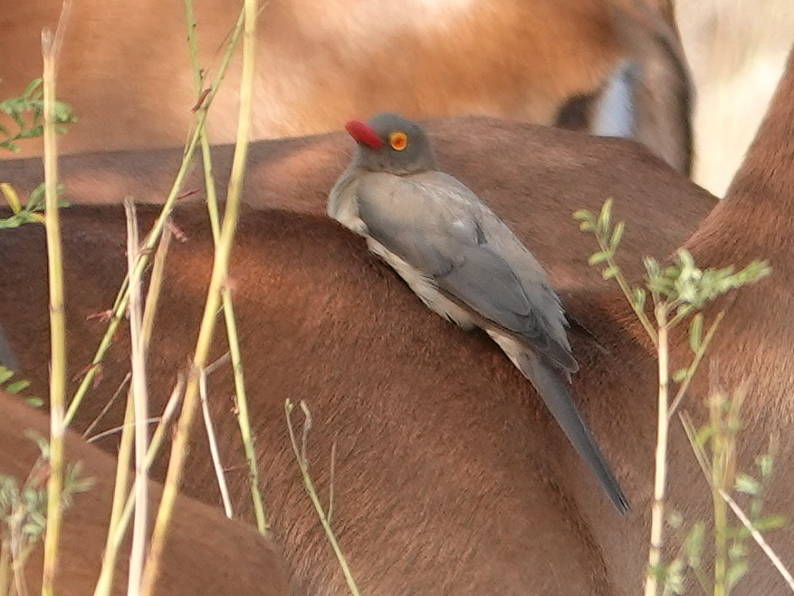 Red-billed Oxpecker - ML624008716