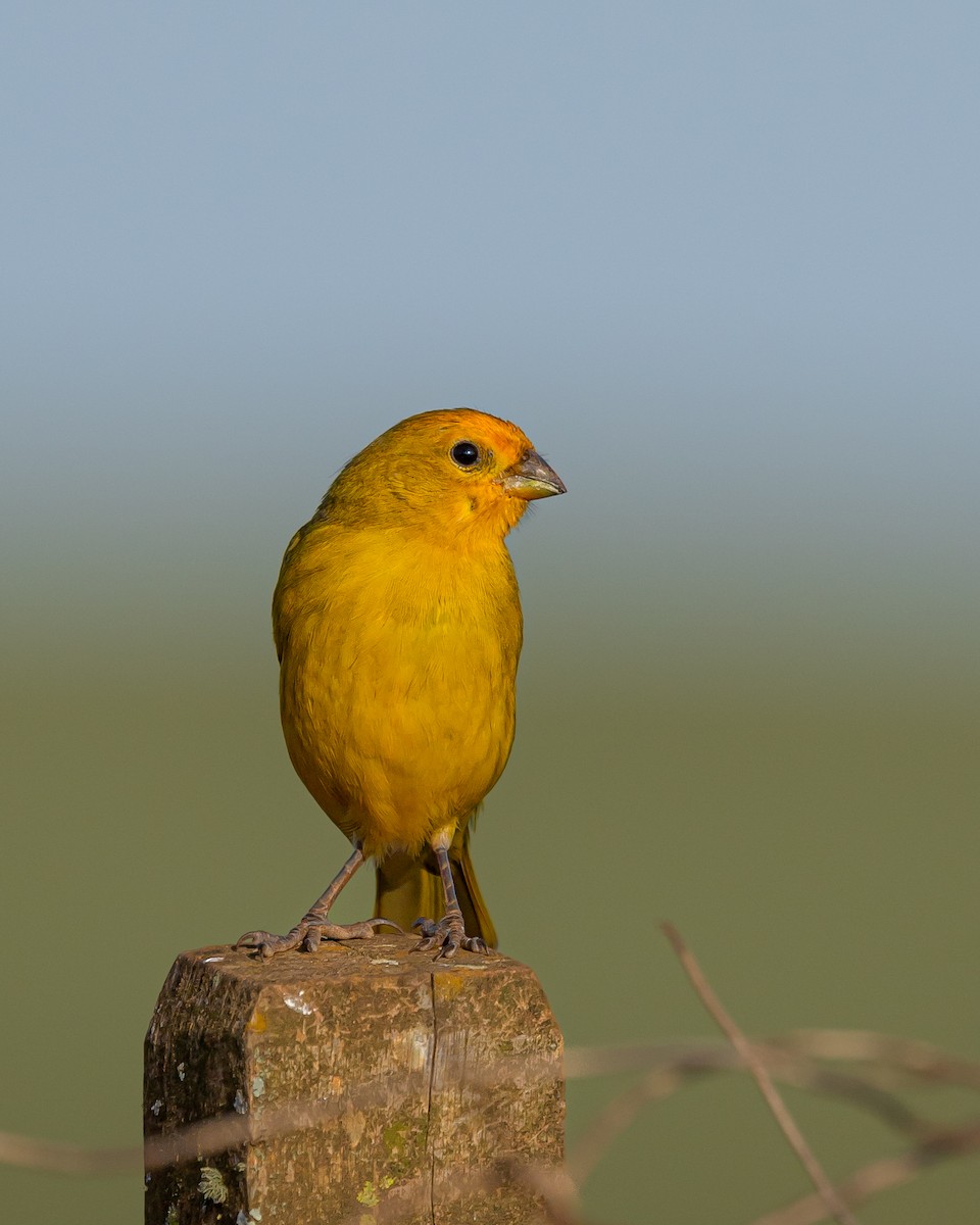 Saffron Finch - ML624008718