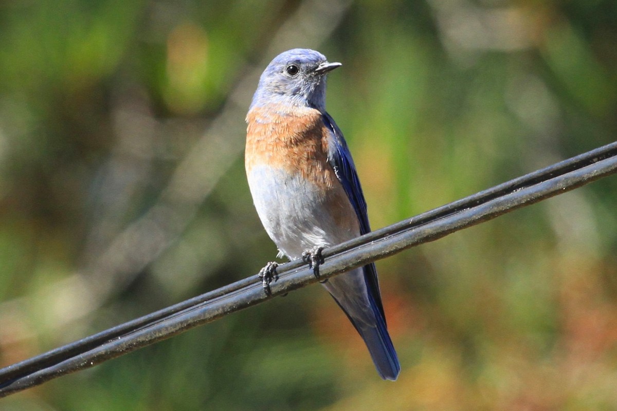 Western Bluebird - ML624008720