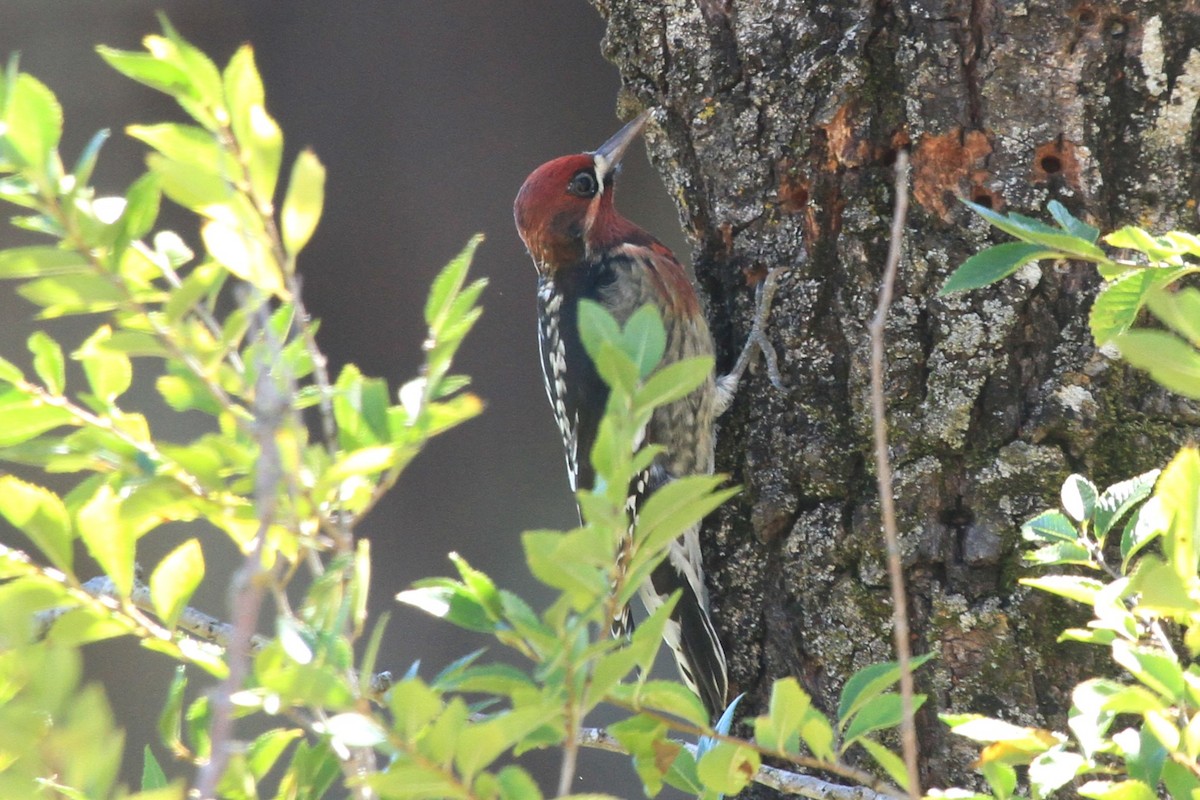 Red-breasted Sapsucker - ML624008728