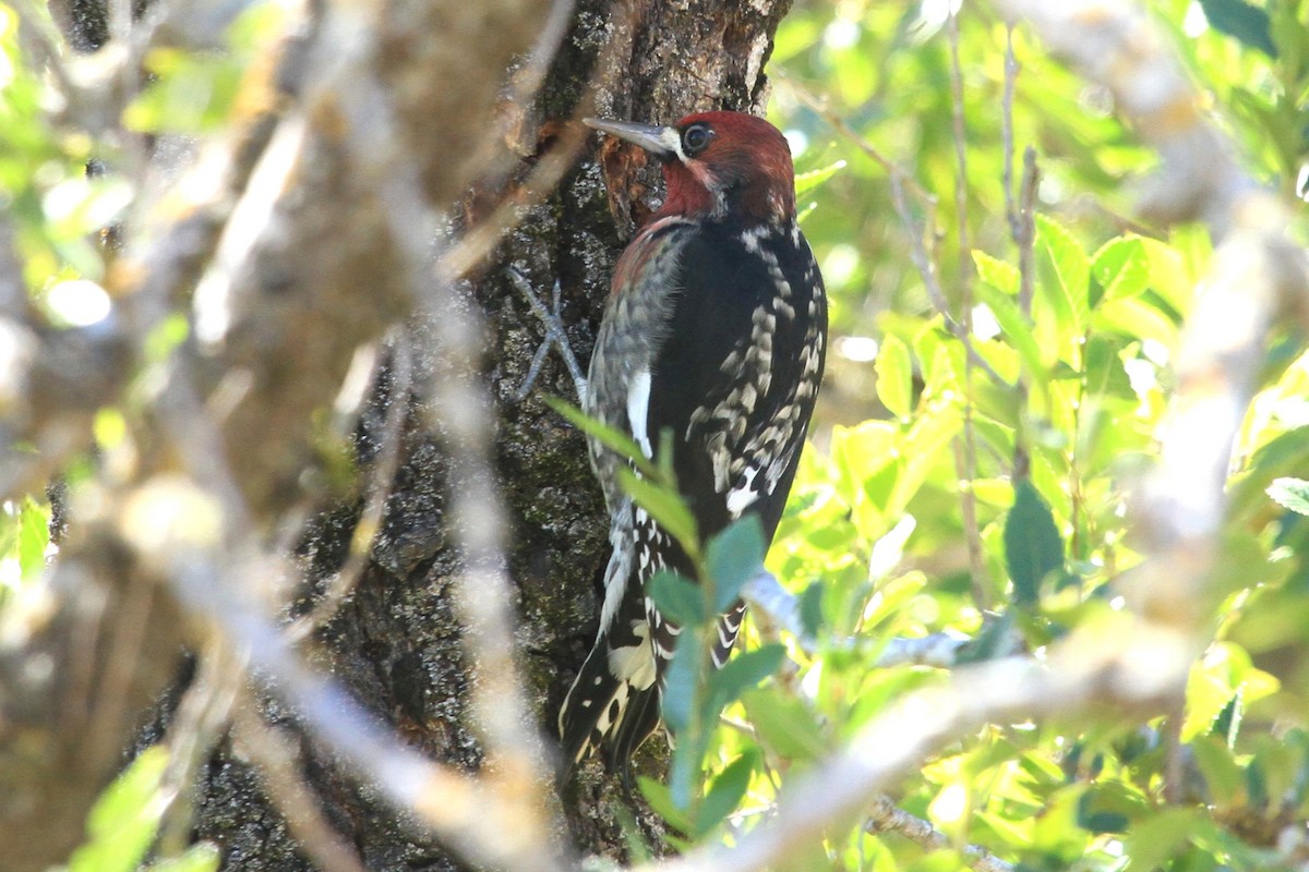 Red-breasted Sapsucker - ML624008734