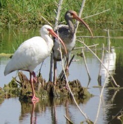 White Ibis - ML624008742