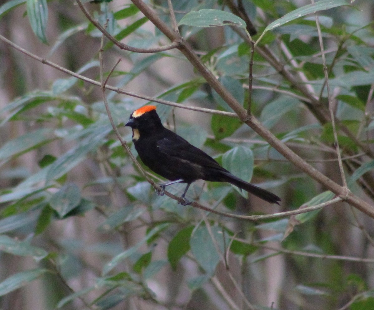 Flame-crested Tanager (Flame-crested) - ML624008748