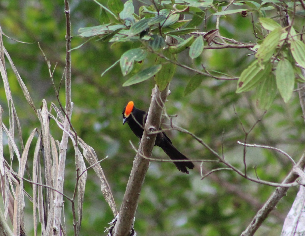 Flame-crested Tanager (Flame-crested) - ML624008749