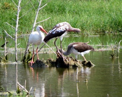 White Ibis - ML624008758