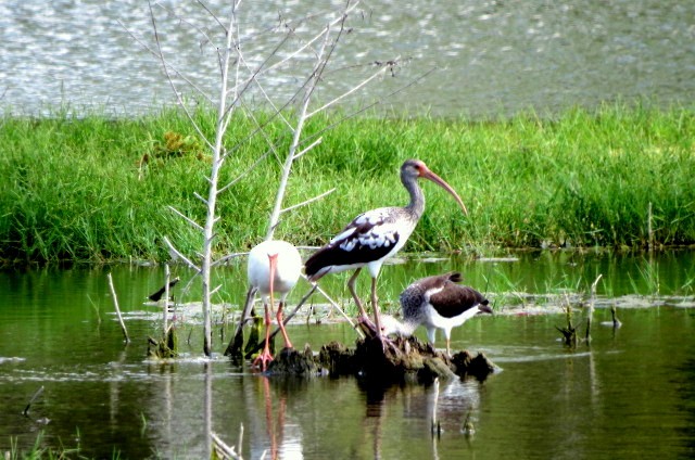 White Ibis - ML624008763