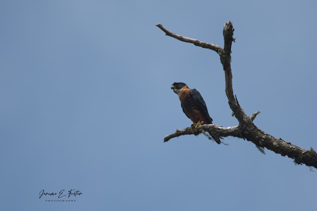 Orange-breasted Falcon - ML624008768