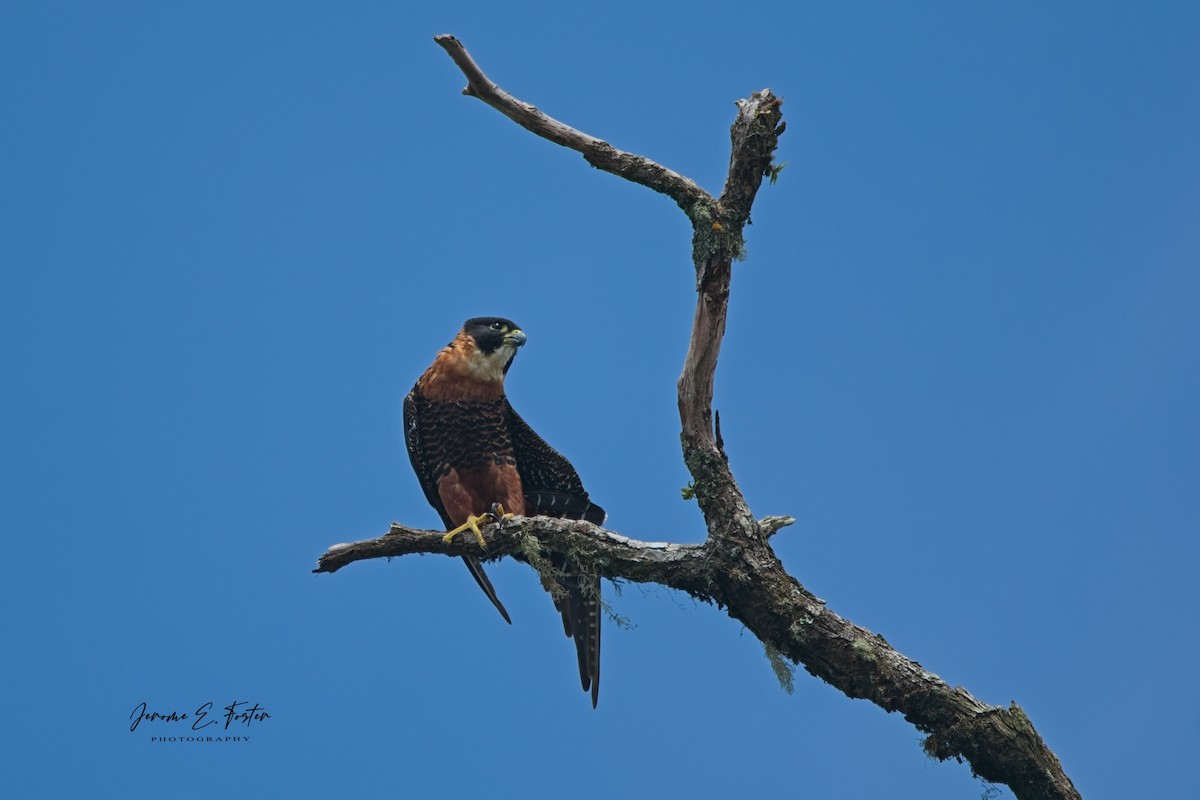 Orange-breasted Falcon - ML624008769