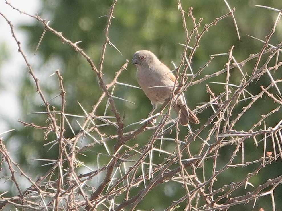 Parrot-billed Sparrow - ML624008783