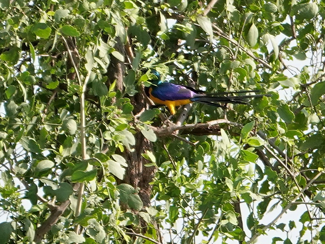 Golden-breasted Starling - ML624008787