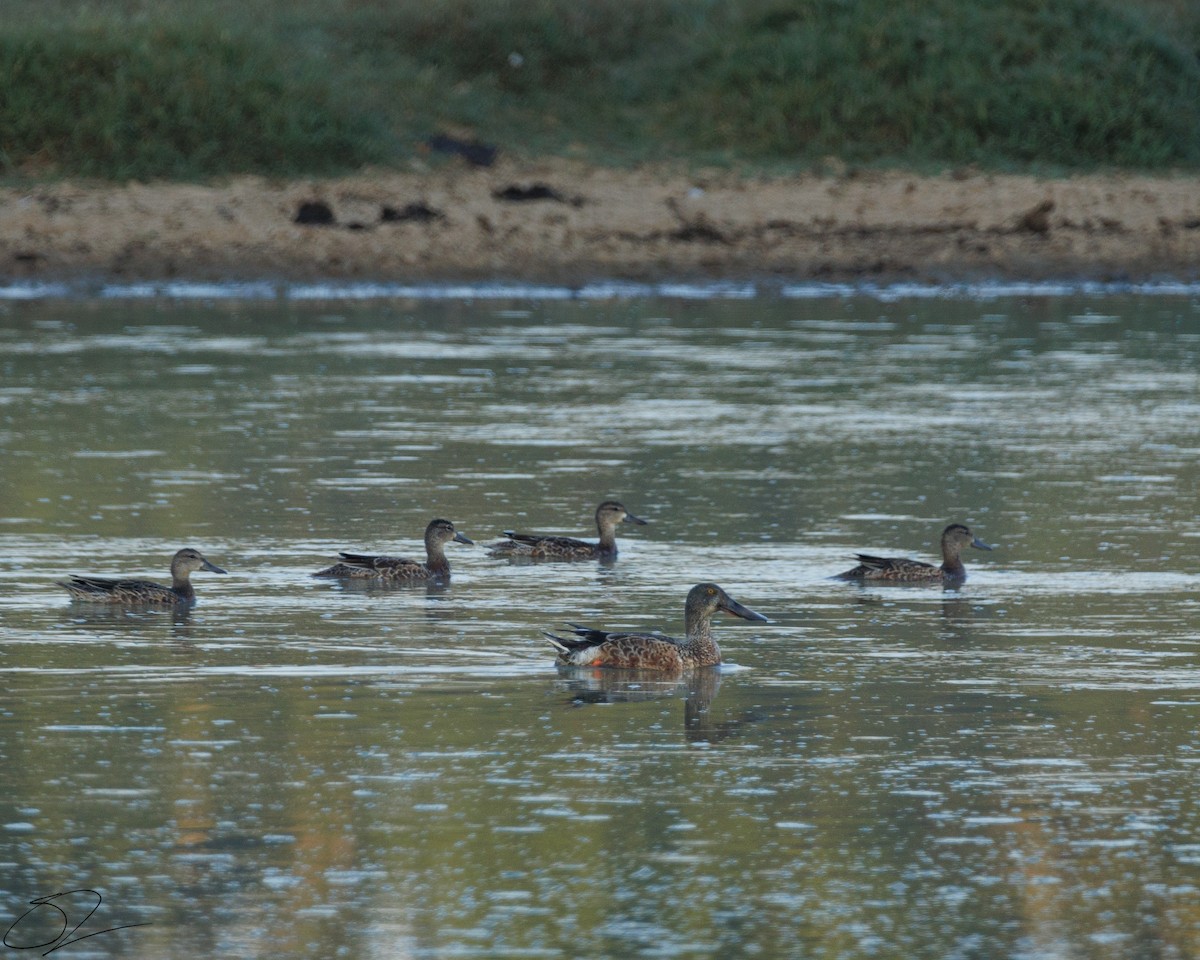 Canard souchet - ML624008850