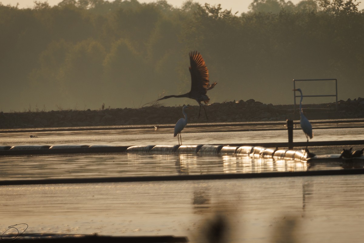 Great Blue Heron - ML624008859