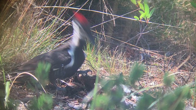 Pileated Woodpecker - ML624008891