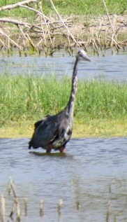 Great Blue Heron - Deidre Dawson