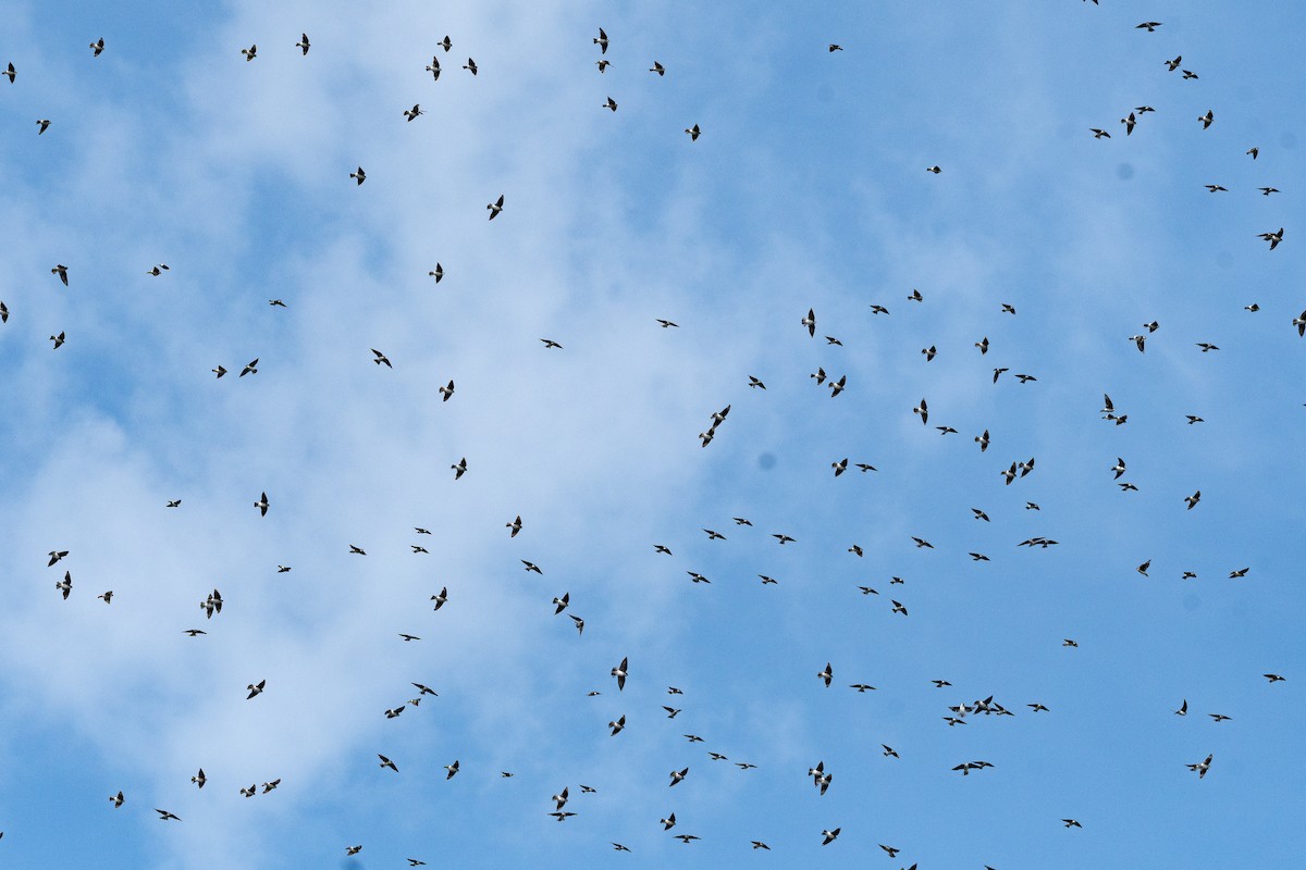 Tree Swallow - ML624008913