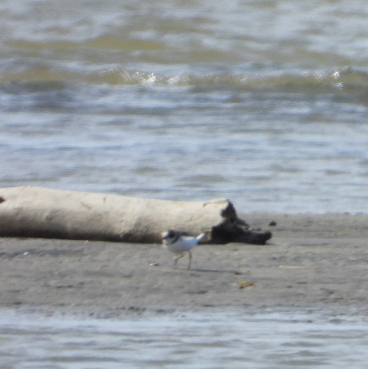 Semipalmated Plover - ML624008918