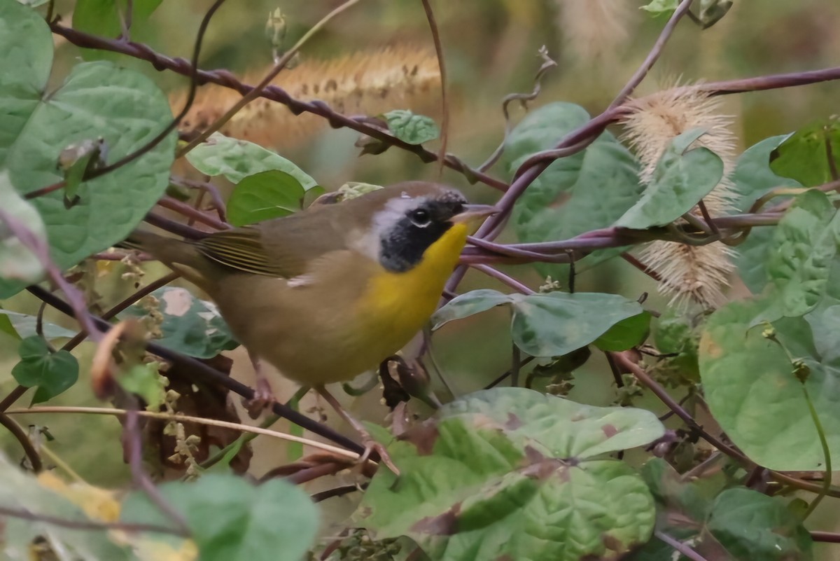 Common Yellowthroat - ML624008929