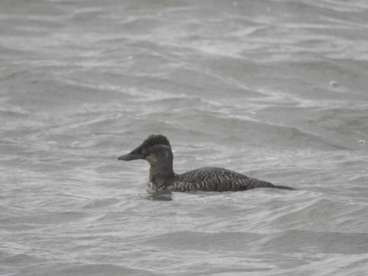 Blue-billed Duck - ML624008939